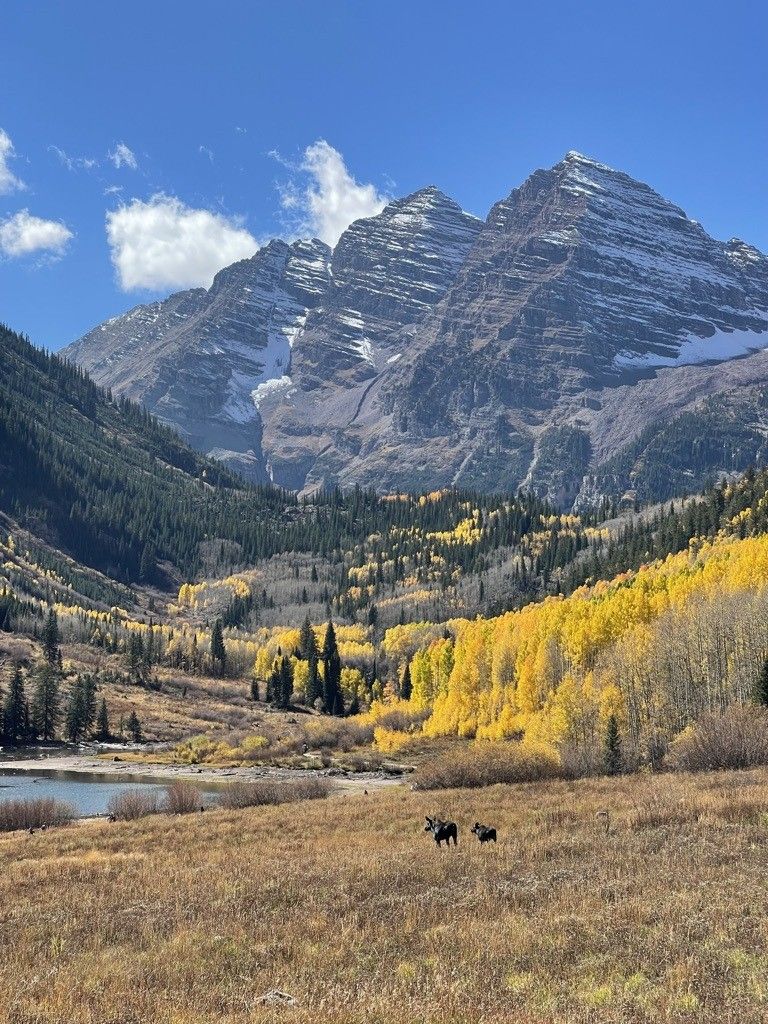 The Maroon Bells above a valley of yellow aspens in fall